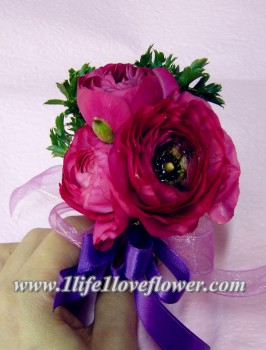 荷蘭小牡丹, 只限冬天春天