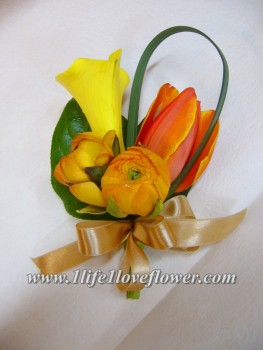 荷蘭屈金香, 荷蘭馬蹄蘭, 荷蘭小牡丹, 只限春天冬天