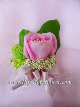 馬利亞玫瑰, 米花, 雀梅