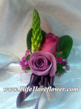 荷蘭老鼠尾, 紫玫, 石竹梅