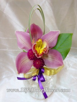 荷蘭惠蘭, 千日紅