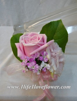 馬利亞, 粉桔梗, 美女英