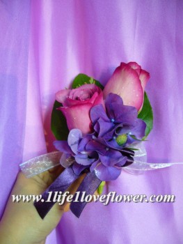 紫玫, 荷蘭綉球