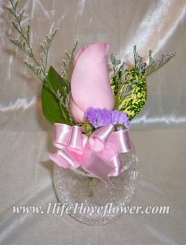 淺粉玫, 彩星, 勿忘我