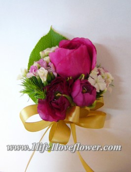 桃玫, 荷蘭小牡丹, 只限春天冬天