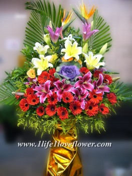 天堂鳥, 百合,葉牡丹,太陽花